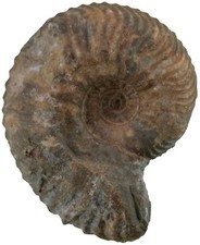 Malm Cardioceras