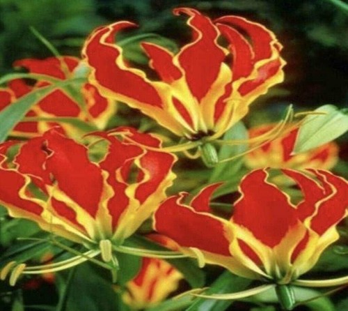 Rothschildiana gloriosa - 1,