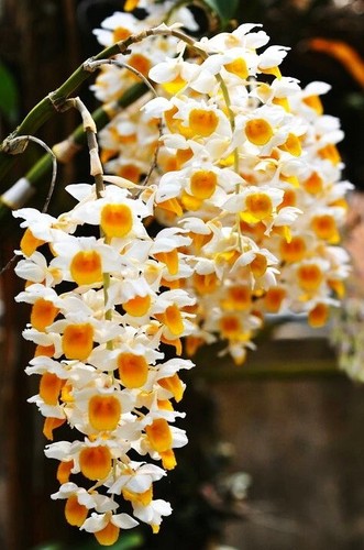 Dendrobium thyrsiflorum specie - thyrsiflorum,
