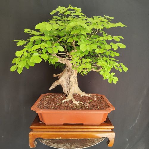 Pre bonsai esemplare - bonsai, di