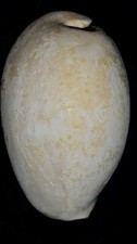Fossile/fossilizzato