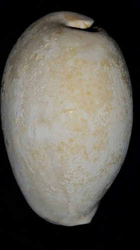 Fossile/fossilizzato