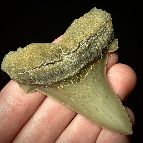 Otodus angustidens dente - otodus, 2,66"