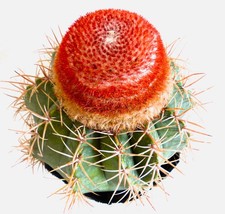 Melocactus matanzanus - ,