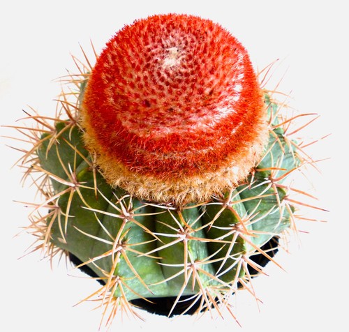Melocactus matanzanus - ,