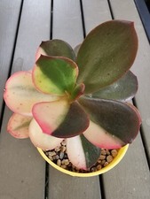 Echeveria Madonna variegata
