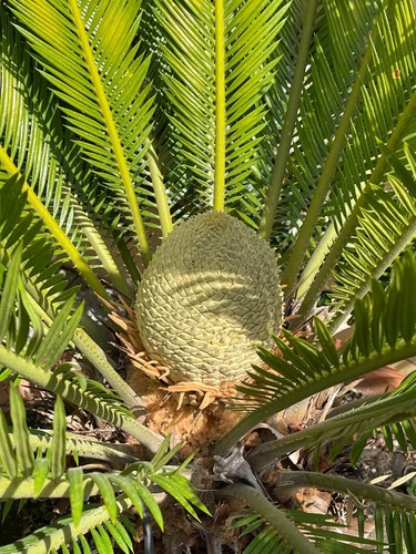 Cycas adulta diam 1 - adulta, x