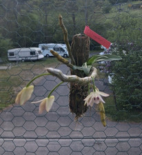 Rarità dendrobium parrocchii - dendrobium,