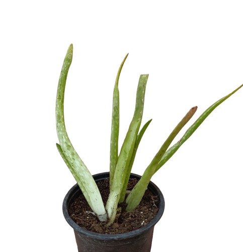 Pianta grassa vera aloe - pianta,