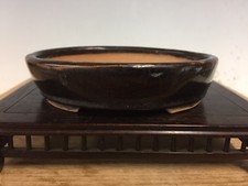 Vaso albero bonsai Shohin