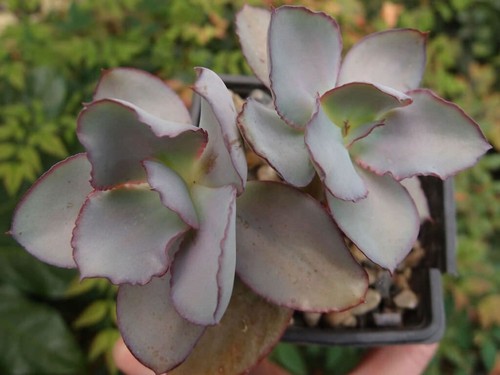 Echeveria rossa - -,