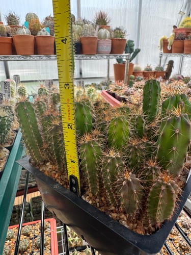 Bridgesii seedlings cactus - t.,