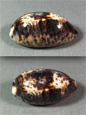 Cypraea testudinaria, Sulawesi, Indonesia, 89 mm, SPECIAL FAT, PURPLE ACCENTS