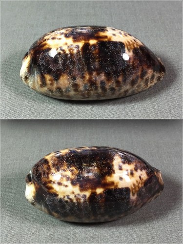 Cypraea testudinaria