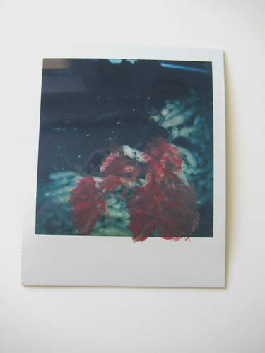 Araki polaroid originale - polaroid,