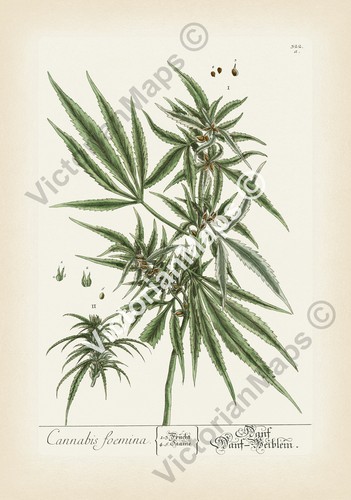 Cannabis canapa antica stampa