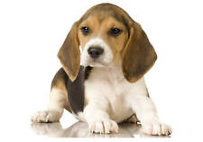 TRANSFER PER STAMPA MAGLIETTA T-SHIRT CUCCIOLO BEAGLE!