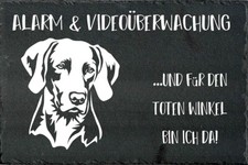 Weimaraner cartello - weimaraner, di