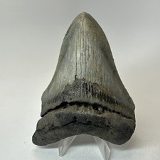 Dente di squalo megalodonte