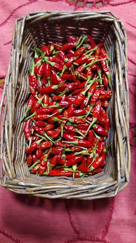 Diavolicchio calabrese semi - calabrese,