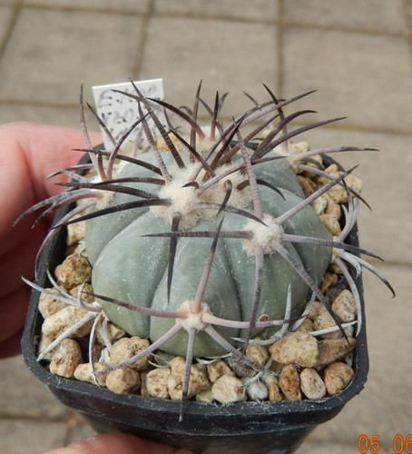 Echinocactus horizonthalonius
