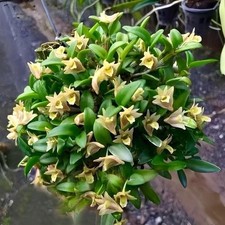 Dendrobium hymenanthum 16-20