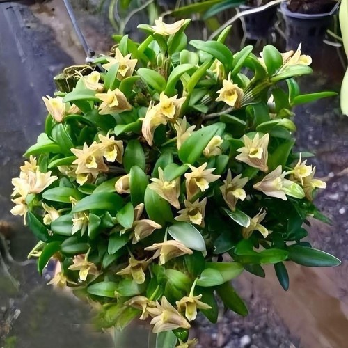Dendrobium hymenanthum 20 - hymenanthum, 16-20
