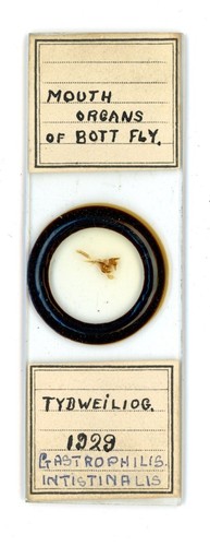 Antico microscopio diapositiva