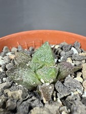 Ariocarpus lloydii