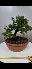 Pre Bonsai Di Leccio Yamadori!