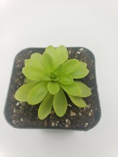 Pinguicula emarginata x