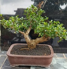 Ehretia microphylla bonsai - microphylla, |