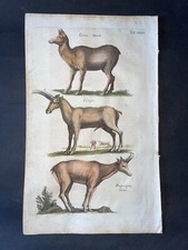 MERIAN - CERVO, CAPRA PL.32 FOLIO - INCISIONE ORIGINALE STAMPATA 1650 1° EDIZIONE