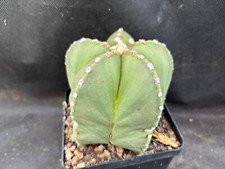 ASTROPHYTUM MYRIOSTIGMA F. NUDUM - IL GIARDINO DI MAYA CACTUS PIANTE GRASSE 5903