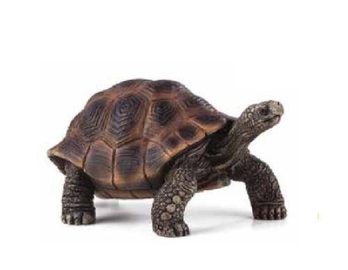 Mojo 387259 tartaruga gigante - tartaruga,