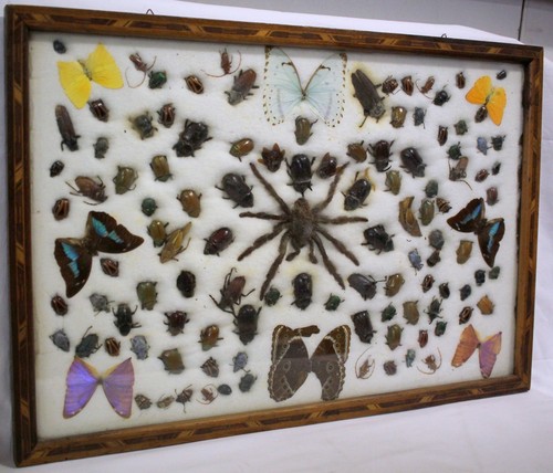 Antica teca quadro cornice - antica,