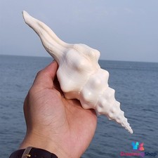 Conchiglie conchiglie naturali