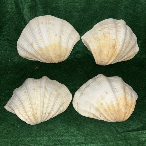 Set tridacna gigas - di, 4