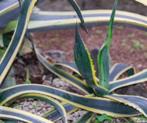 Agave americana variegata