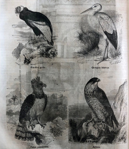 Xilografie originali - 2,