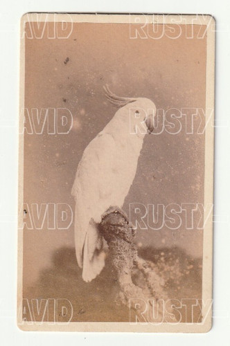 Unusual cdv photo - cdv, cockatoo