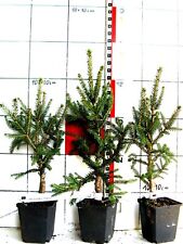 Picea orientalis "Gracilis"