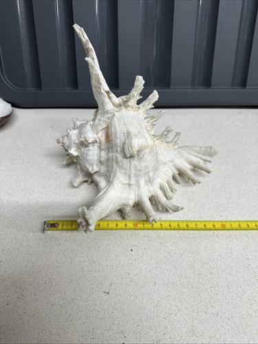 Murex chicoreus ramosus - murex,
