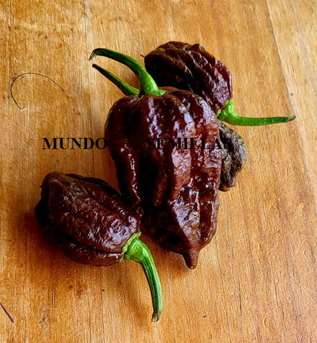 Carolina reaper cioccolato il - carolina,