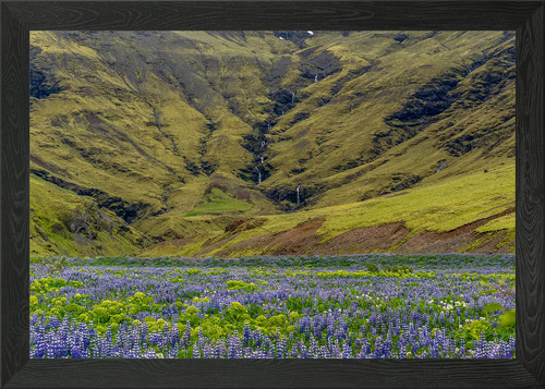 Campo lupini con - lupini, di