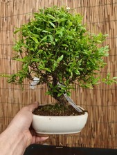 Bonsai di Melograno h 38cm