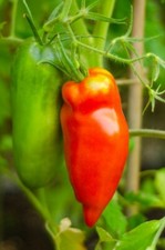 Pomodori " San Marzano " 20