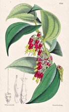 Psammisia Longicolla South