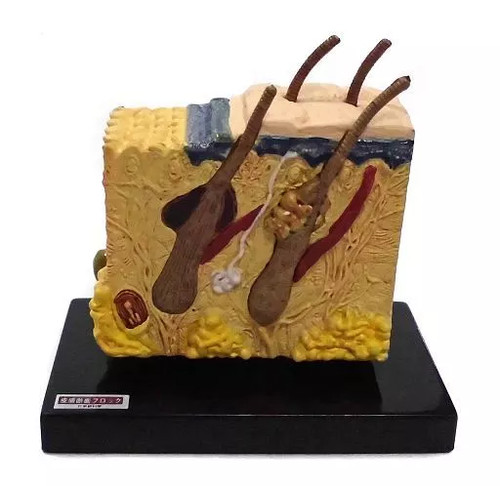 Blocco sezione pelle - , mini