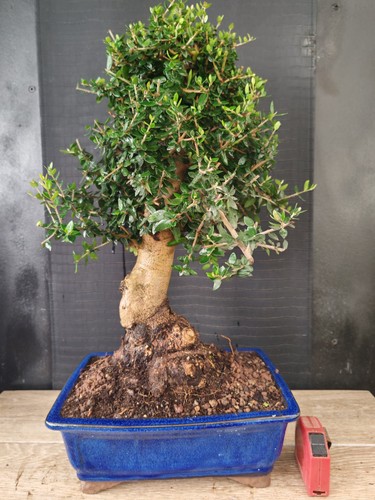 Bonsai olivastro h 58 cm - h,